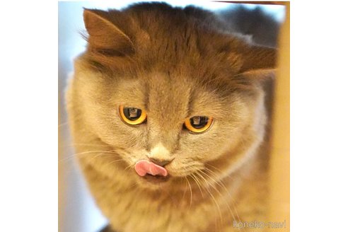 おはぎちゃん1枚目